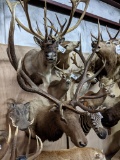 ELK SH MT TAXIDERMY