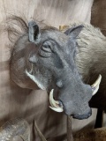 WARTHOG SH MT TAXIDERMY