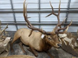 LIFESIZE LAYING ELK TAXIDERMY