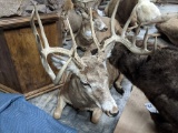 LIFESIZE LAYING WHITETAIL XL RACK TAXIDERMY