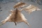 3 WHITETAIL HIDES (3x$)  TAXIDERMY