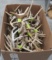 40 DEER RACKS (ONE $) TAXIDERMY