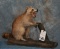FIGHTING MAD CINNAMON RACCOON TAXIDERMY