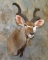 KUDU SH MT TAXIDERMY