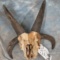 4 HORN JACOBS SHEEP SKULL TAXIDERMY