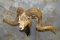 CORSICAN WALL PED TAXIDERMY