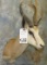 SPRINGBOK SH MT TAXIDERMY