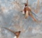 STANDING PHEASANT & FLYING PHEASANT (2X$)