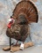 LIFESIZE TURKEY TAXIDERMY