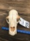 NICE BLACK BEAR SKULL  TAXIDERMY