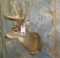 WHITETAIL SH MT TAXIDERMY