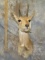 MTN REEDBUCK SH MT TAXIDERMY
