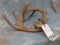 WINE BOTTLE RACK OF ANTLERS HOLDER