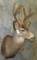 MULE DEER SH MT TAXIDERMY