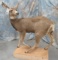LIFESIZE MULE DEER DOE TAXIDERMY
