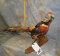 PHEASANT TAXIDERMY