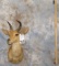 MTN REEDBUCK TAXIDERMY