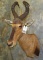 RED HARTEBEEST SH MT TAXIDERMY
