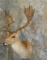 FALLOW SH MT TAXIDERMY