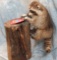 LIFESIZE RACCOON ON STUMP EATING CHEEZE ITS TAXIDERMY