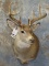 2 WHITETAIL SH MTS (2x$) TAXIDERMY