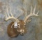 FREAK WHITETAIL SH MT TAXIDERMY