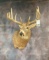 BIG TYPICAL WHITETAIL SH MT  TAXIDERMY