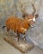 LIFESIZE BONGO TAXIDERMY