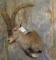 IBEX SH MT TAXIDERMY