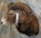 TX SHEEP SH MT TAXIDERMY