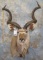 KUDU SH MT TAXIDERMY