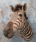ZEBRA SH MT  TAXIDERMY