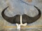 SET OF LARGE CAPE BUFFALO HORNS TAXIDERMY