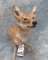COYOTE SH MT ON ANTLER  TAXIDERMY