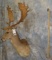 FALLOW SH MT TAXIDERMY