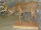 LIFESIZE WHITETAIL XL RACK TAXIDERMY