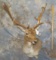 FALLOW WALL PED TAXIDERMY