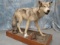 LIFESIZE WOLF TAXIDERMY