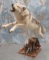 LIFESIZE TIMBERWOLF TAXIDERMY
