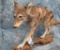 LIFESIZE COYOTE ON BASE  TAXIDERMY