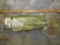 16 1/2 LB REPRODUCTION ALASKAN STATE RECORD BASS TAXIDERMY