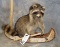 RACCOON IN A CANOE TAXIDERMY