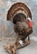 LIFESIZE TURKEY TAXIDERMY