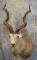 KUDU SH MT TAXIDERMY