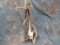 ANTLER TABLE LAMP W/T