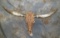 ROSE CRYSTAL LONGHORN SKULL TAXIDERMY