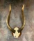BONGO HORNS ON WOOD PEDESTAL  TAXIDERMY