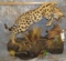 FB SERVAL CAT W/ QUAIL