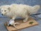 LIFESIZE ARCTIC FOX ON DRIFTWOOD  TAXIDERMY