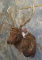 SAMBAR SH MT TAXIDERMY